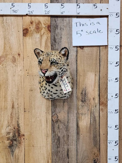 Reproduction Jaguar Shoulder Mount Taxidermy