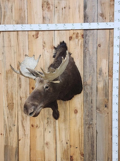 31" Wide Moose Shoulder Mount Taxidermy