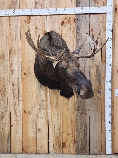 36" Wide Moose Shoulder Mount Taxidermy