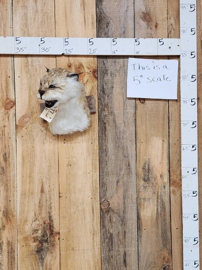 Reproduction Lynx Shoulder Mount Taxidermy