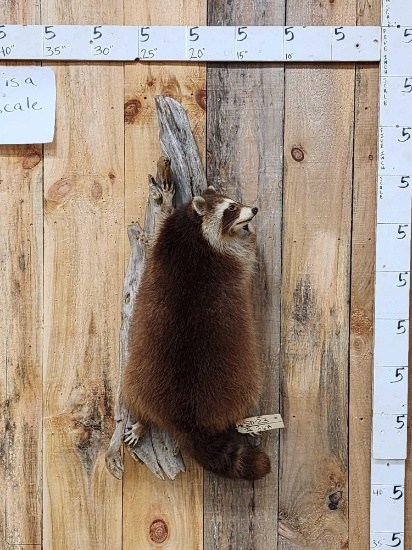 Big FAT Cinnamon Phase Raccoon Full Body Taxidermy Mount