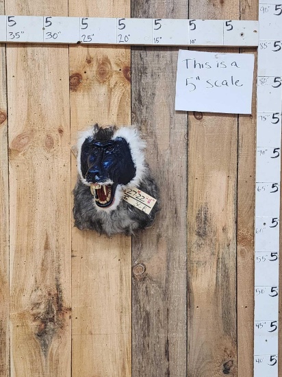 Reproduction Baboon Shoulder Mount Taxidermy