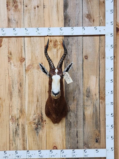 African Blesbok Shoulder Mount Taxidermy