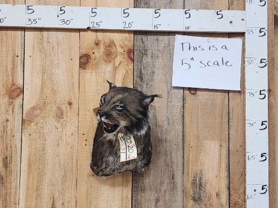 Canadian Black Lynx Reproduction Shoulder Mount Taxidermy