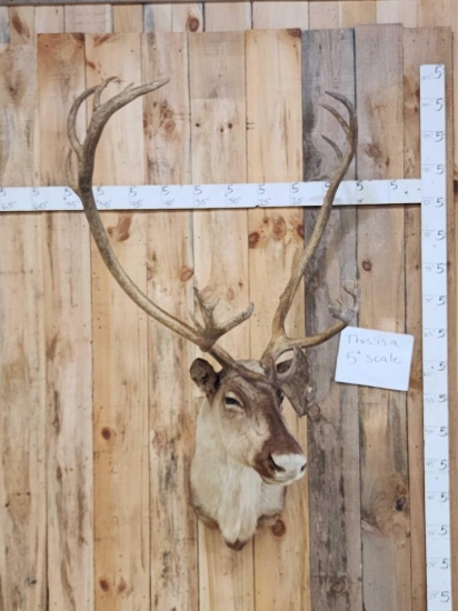 Caribou Shoulder Mount Taxidermy
