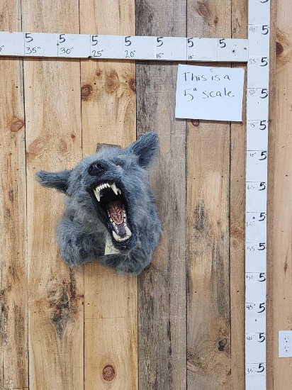 The Big Bad Wolf Reproduction Shoulder Mount Taxidermy