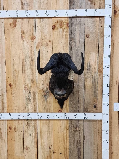 African Black Wildebeest Shoulder Mount Taxidermy