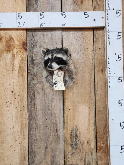 Raccoon Shoulder Mount Taxidermy