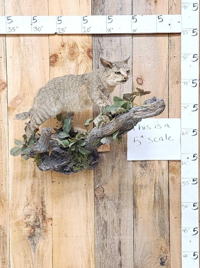 African Wildcat Full Body Taxidermy Mount