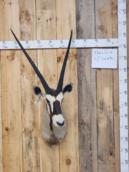 African Gemsbok Shoulder Mount Taxidermy