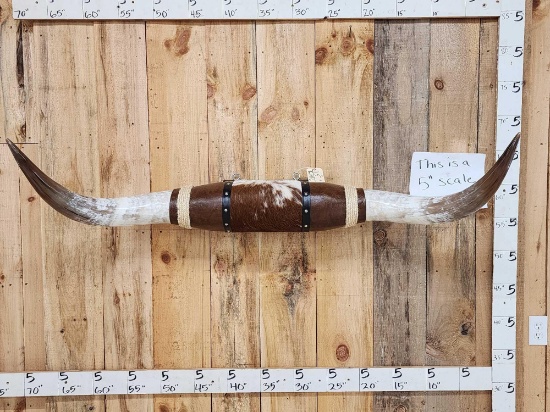 60" Mounted Texas Longhorns Taxidermy
