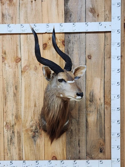 African Nyala Shoulder Mount Taxidermy