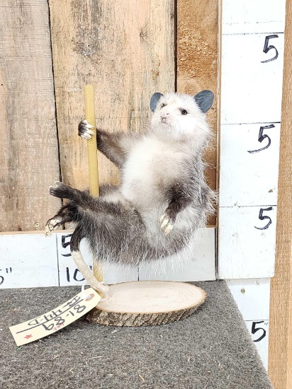 Opossum On A Stripper Pole Taxidermy
