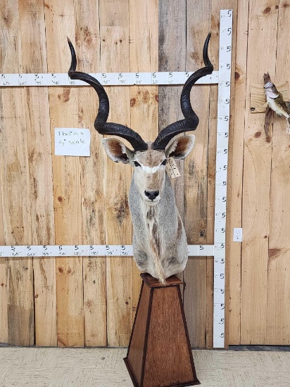 African Kudu Pedestal Taxidermy Mount