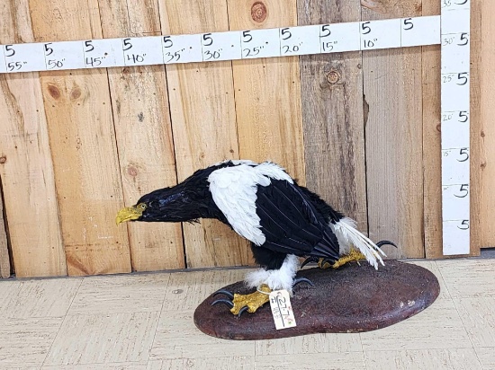 Reproduction Sea Eagle Full Body Bird Taxidermy