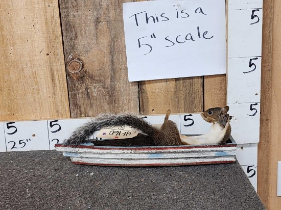 Squirrel In A Boat Full Body Taxidermy Mount