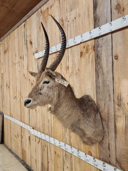 African Waterbuck Shoulder Mount Taxidermy