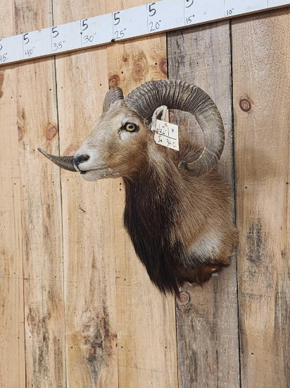Mouflan Ram Sheep Shoulder Mount Taxidermy