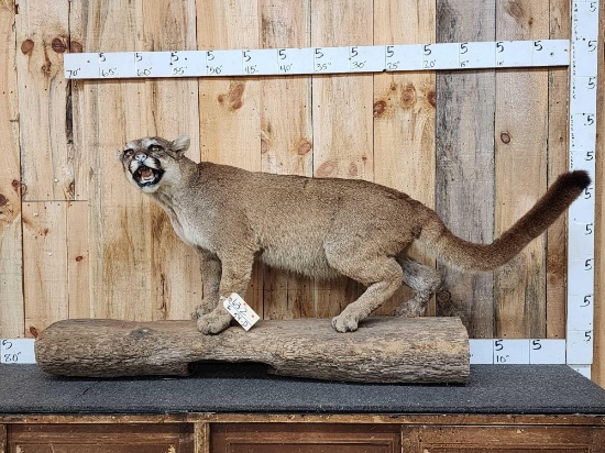 Mountain Lion Full Body Taxidermy Mount