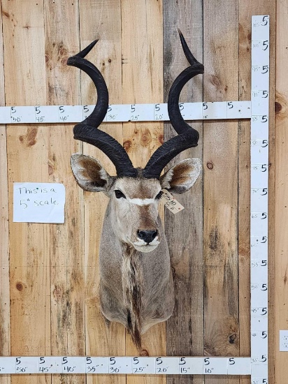 African Kudu Shoulder Mount Taxidermy