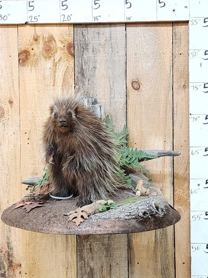 Juvenile Porcupine Full Body Taxidermy Mount