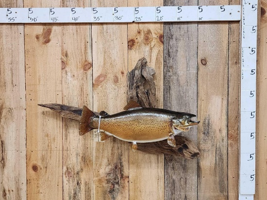26" Brown Trout Real Skin Fish Taxidermy