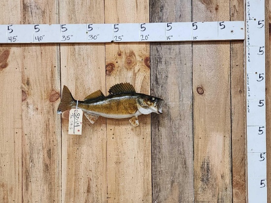 19" Walleye Real Skin Fish Taxidermy