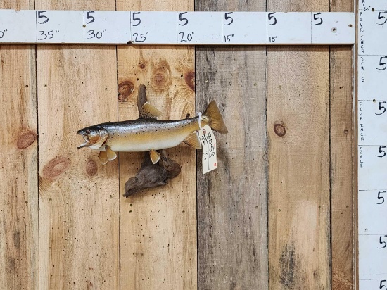 15" Brown Trout Real Skin Fish Taxidermy