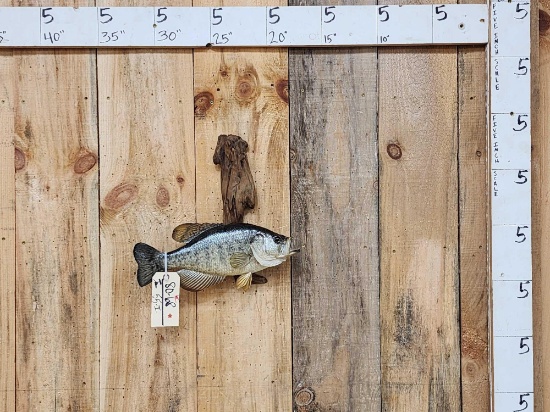 15" Crappie Real Skin Fish Taxidermy