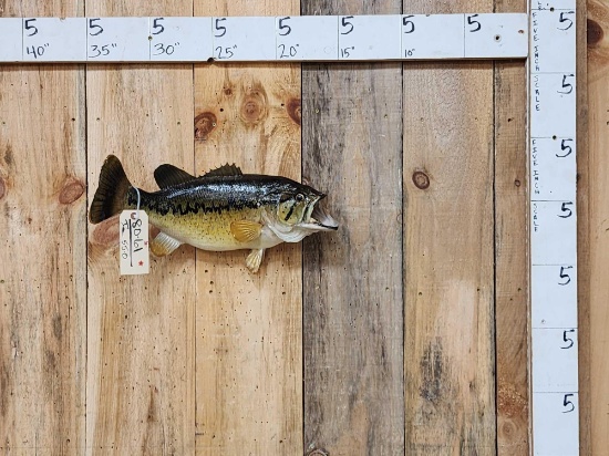 20" Largemouth Bass Real Skin Fish Taxidermy