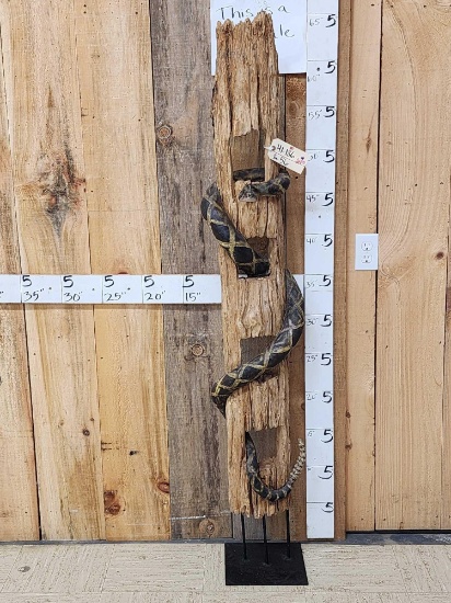 Reproduction Over Sized Diamondback Rattlesnake Taxidermy