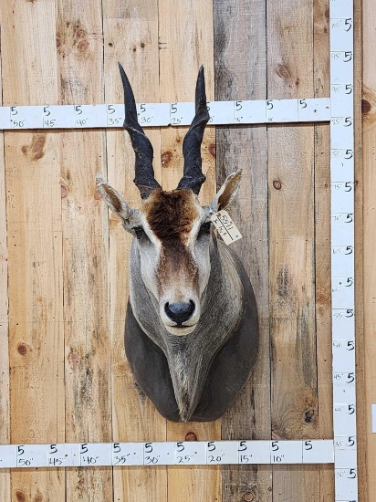 African Eland Shoulder Mount Taxidermy