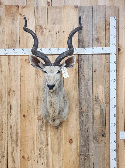African Kudu Shoulder Mount Taxidermy