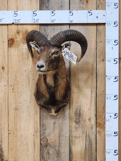 Ram Sheep Shoulder Mount Taxidermy