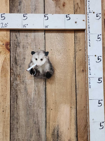 Naughty Opossum Half Body Taxidermy Mount