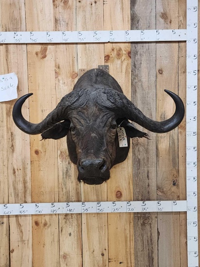 Big African Cape Buffalo Shoulder Mount Taxidermy