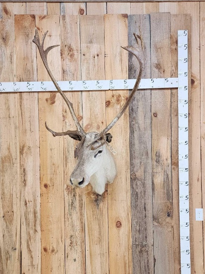 Caribou Shoulder Mount Taxidermy