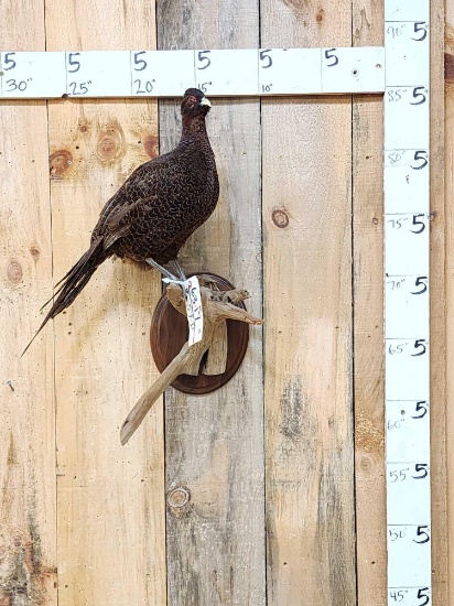 Color Phase Pheasant Full Body Bird Taxidermy