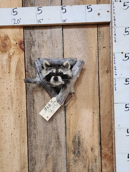 Raccoon In A Den Taxidermy