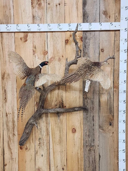 Rooster & Hen Pheasants In Flight Bird Taxidermy