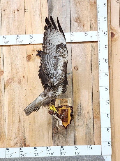 Common Buzzard Buteo Buteo In Flight Bird Taxidermy