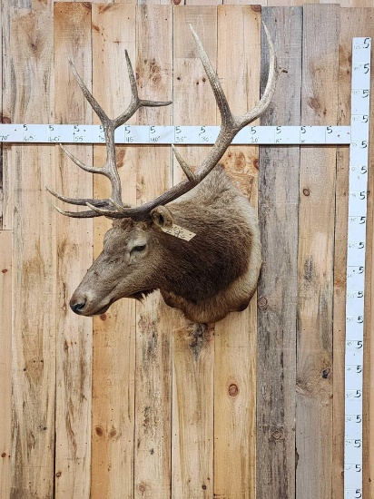 6x6 Elk Shoulder Mount Taxidermy
