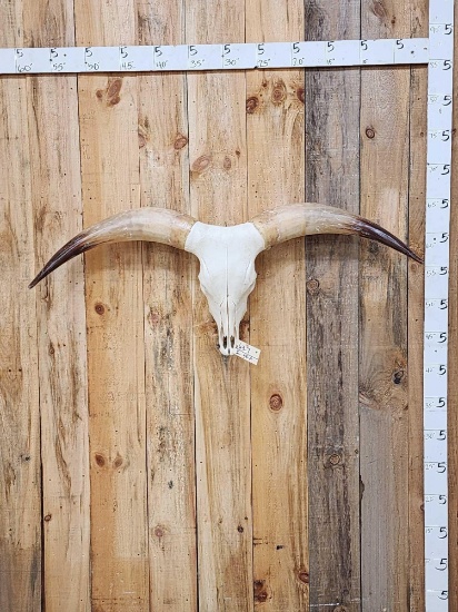 Watusi Steer Skull Taxidermy