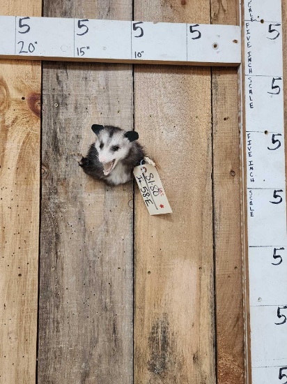 Attack Opossum Half Body Taxidermy Mount