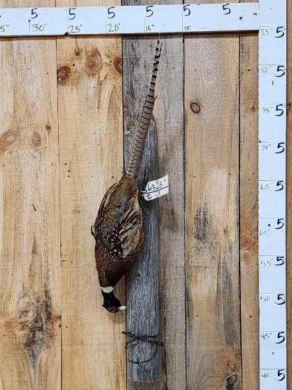 Pheasant Harvest Full Body Bird Taxidermy