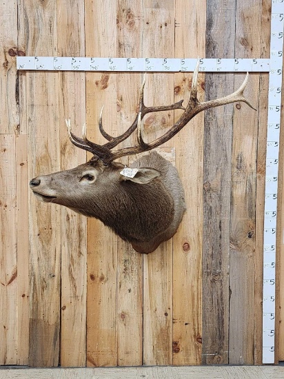 6x6 Elk Shoulder Mount Taxidermy