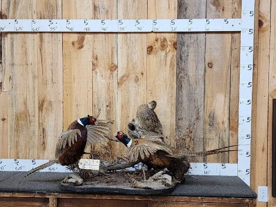 2 Roosters Fighting Over A Hen Pheasants Bird Taxidermy