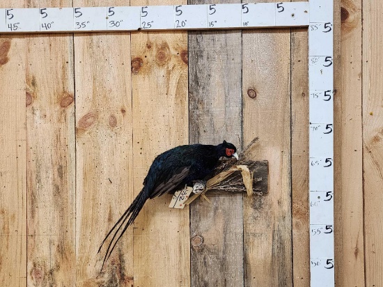 Color Phase Pheasant Full Body Bird Taxidermy