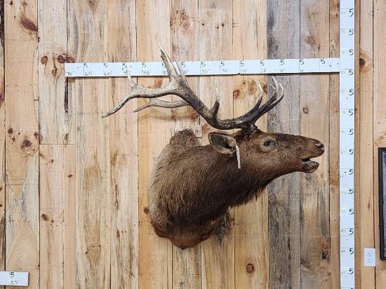 6x6 Bugling Elk Shoulder Mount Taxidermy