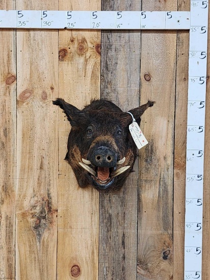 Wild Boar Hog Shoulder Mount Taxidermy